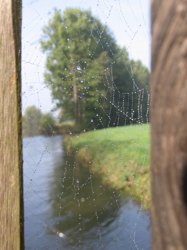 Morgentau am Spinnennetz