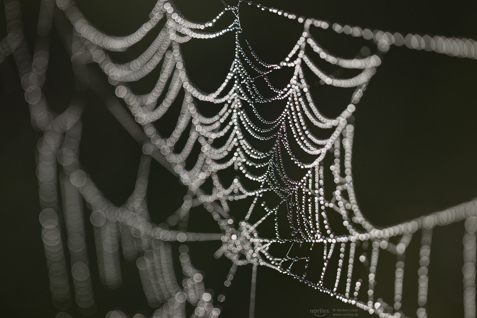Morgentau am Spinnennetz