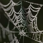 Morgentau am Spinnennetz