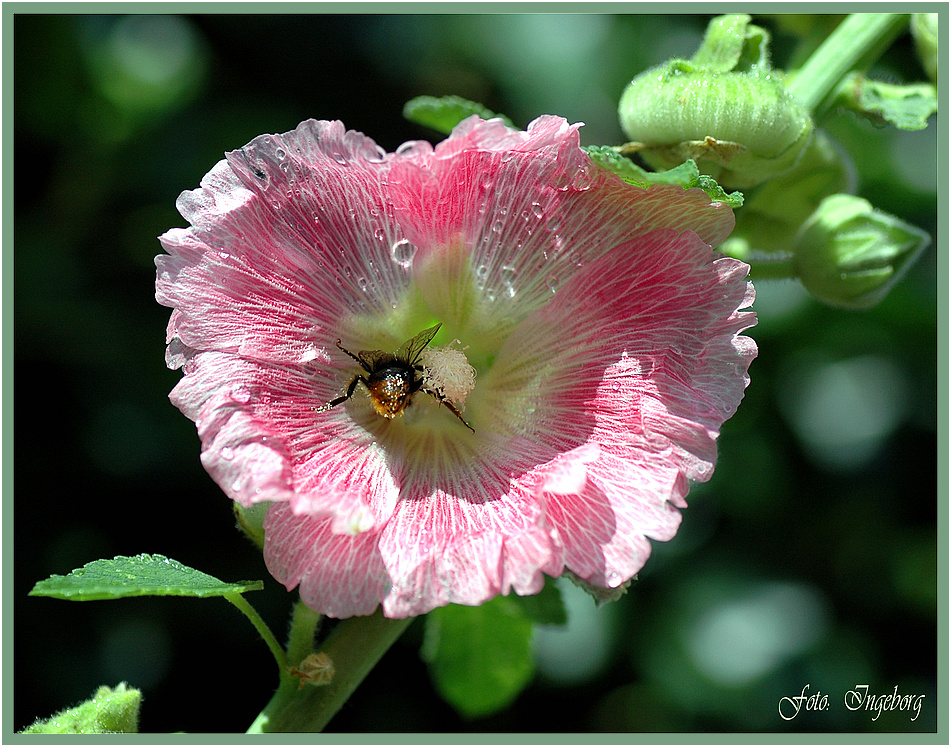 Morgentau an einem Sommertag . . .