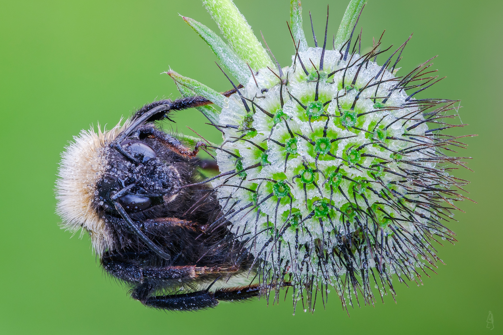 Morgentau an schlafender Hummel