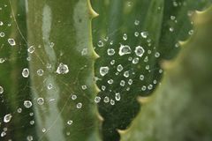 Morgentau auf Balis Aloe Vera-Feldern