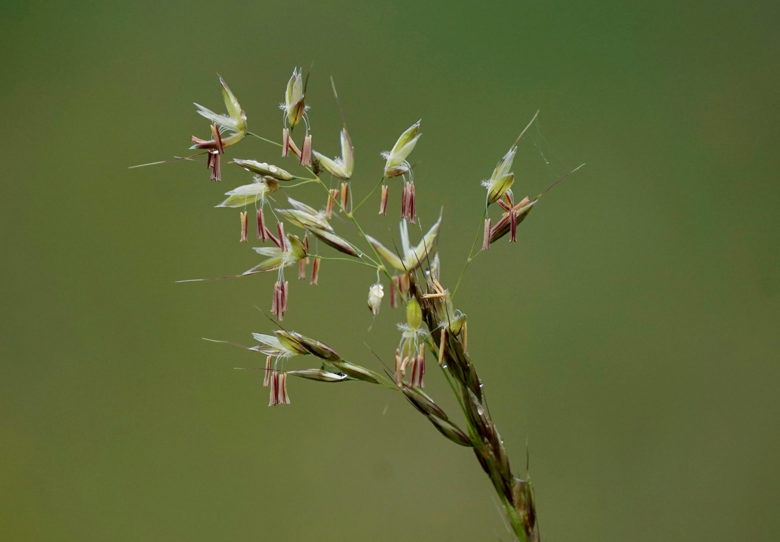 Morgentau auf blühendem Gras