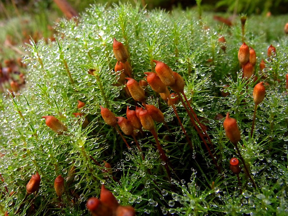 Morgentau auf blühendem Waldmoos