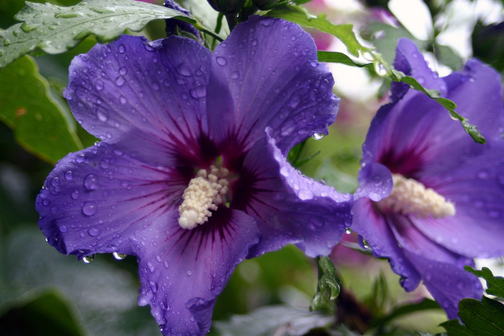 Morgentau auf Blüte