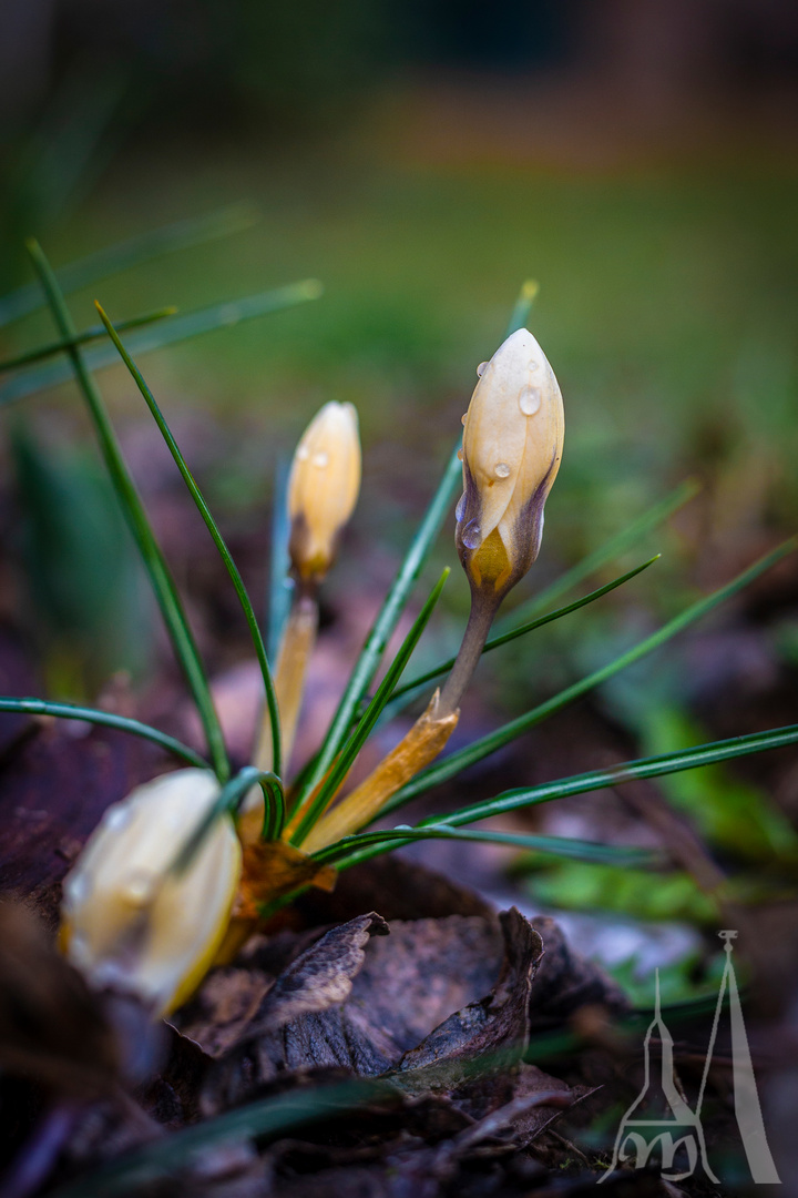 Morgentau auf Blüte