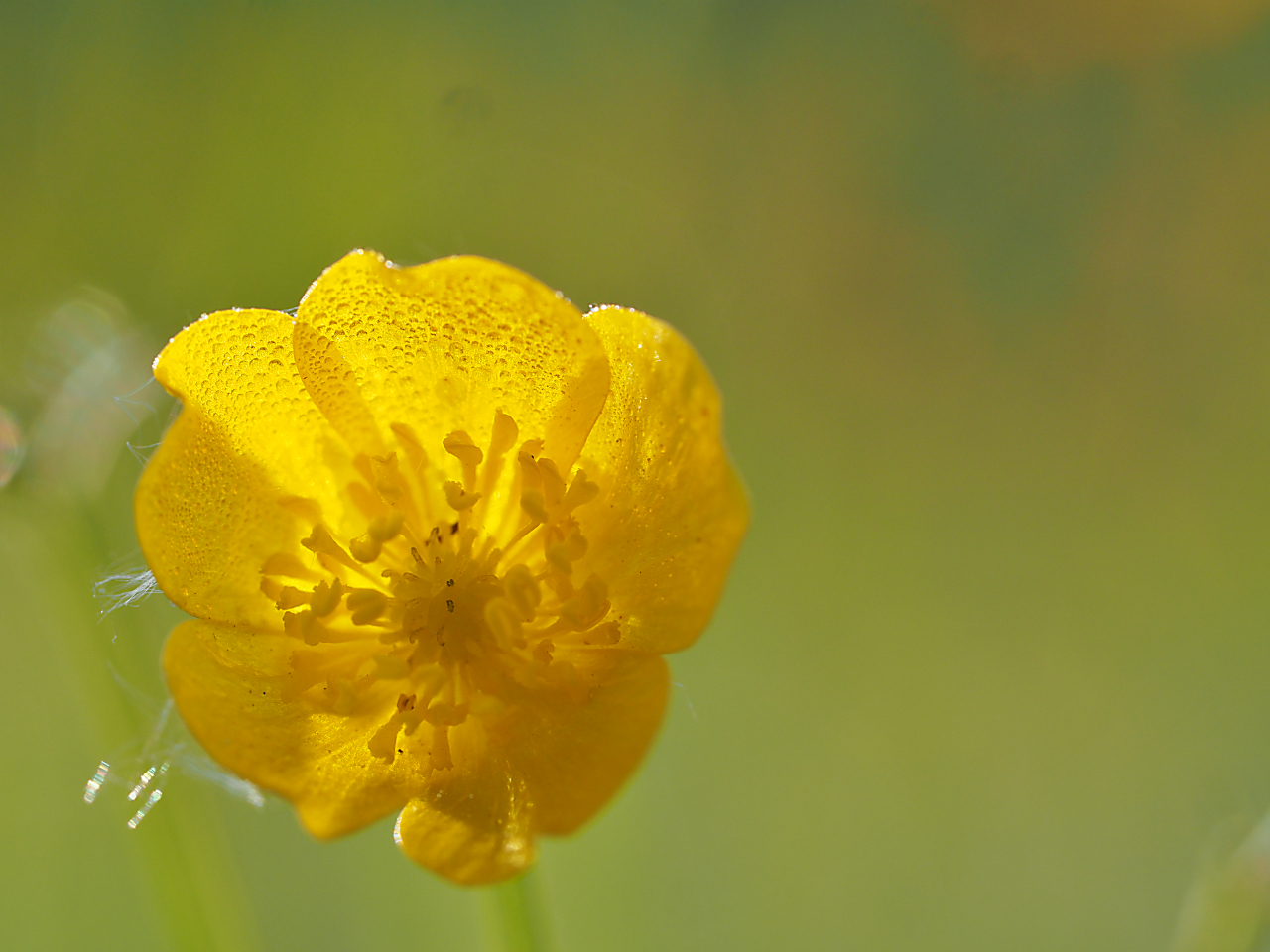 Morgentau auf Butterblume