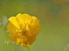 Morgentau auf Butterblume