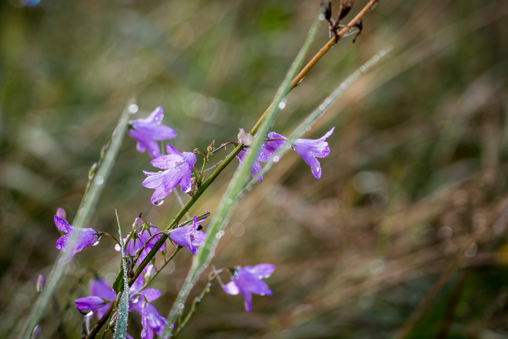 Morgentau auf der Blumenwiese