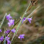 Morgentau auf der Blumenwiese