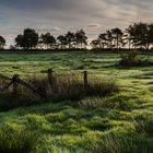 Morgentau auf der Wiese