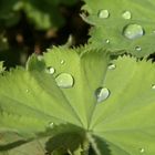 Morgentau auf einem Blatt