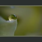 Morgentau auf einem Blütenblatt einer Hortensie