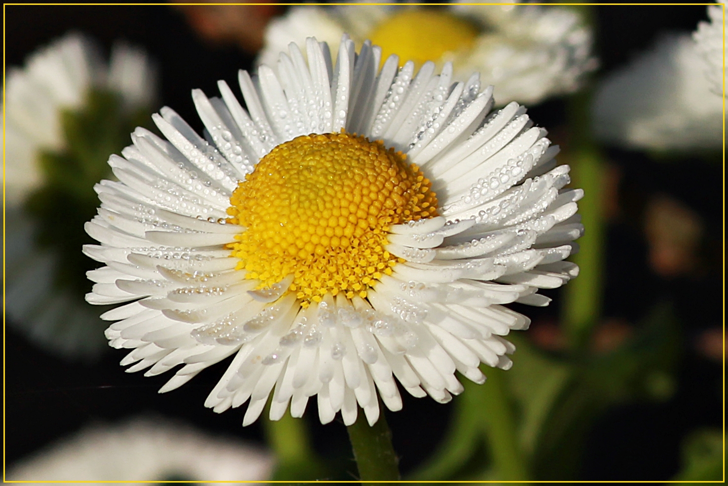 Morgentau auf einem Gänseblümchen