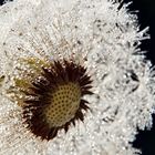 Morgentau auf einer Pusteblume