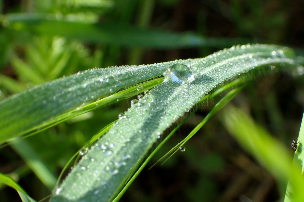 Morgentau auf einer Wiese