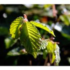 Morgentau auf frischem Blattgrün im Pfarrgarten