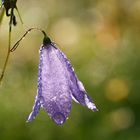 Morgentau auf Glockenblume