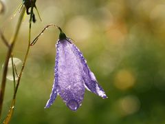 Morgentau auf Glockenblume