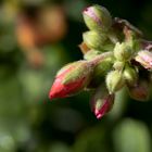 Morgentau auf Hibiskus 2