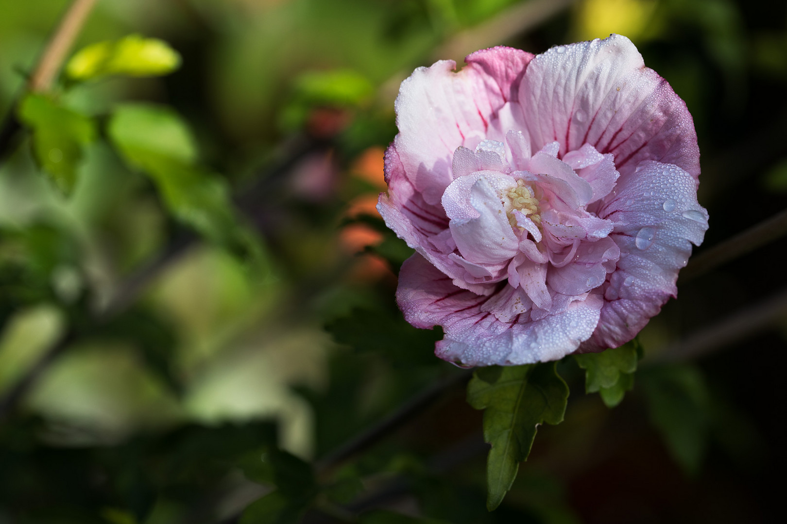 Morgentau auf Hibiskus