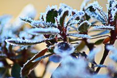 Morgentau auf nem Rododendron