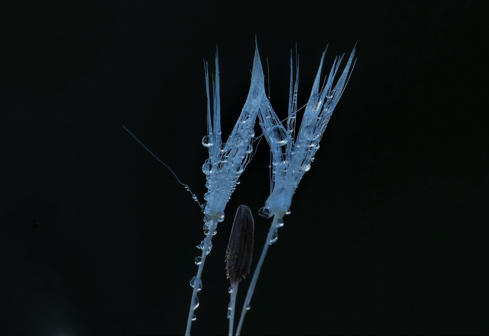 Morgentau auf Pusteblume