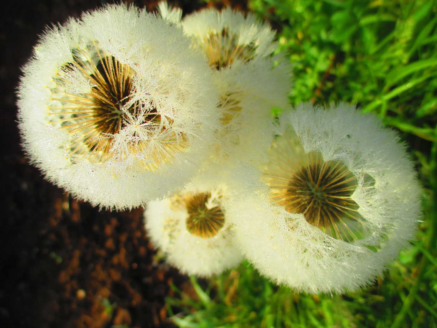 Morgentau auf Pusteblume