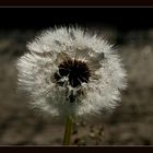 Morgentau auf Pusteblume