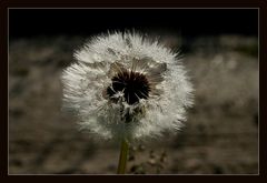 Morgentau auf Pusteblume