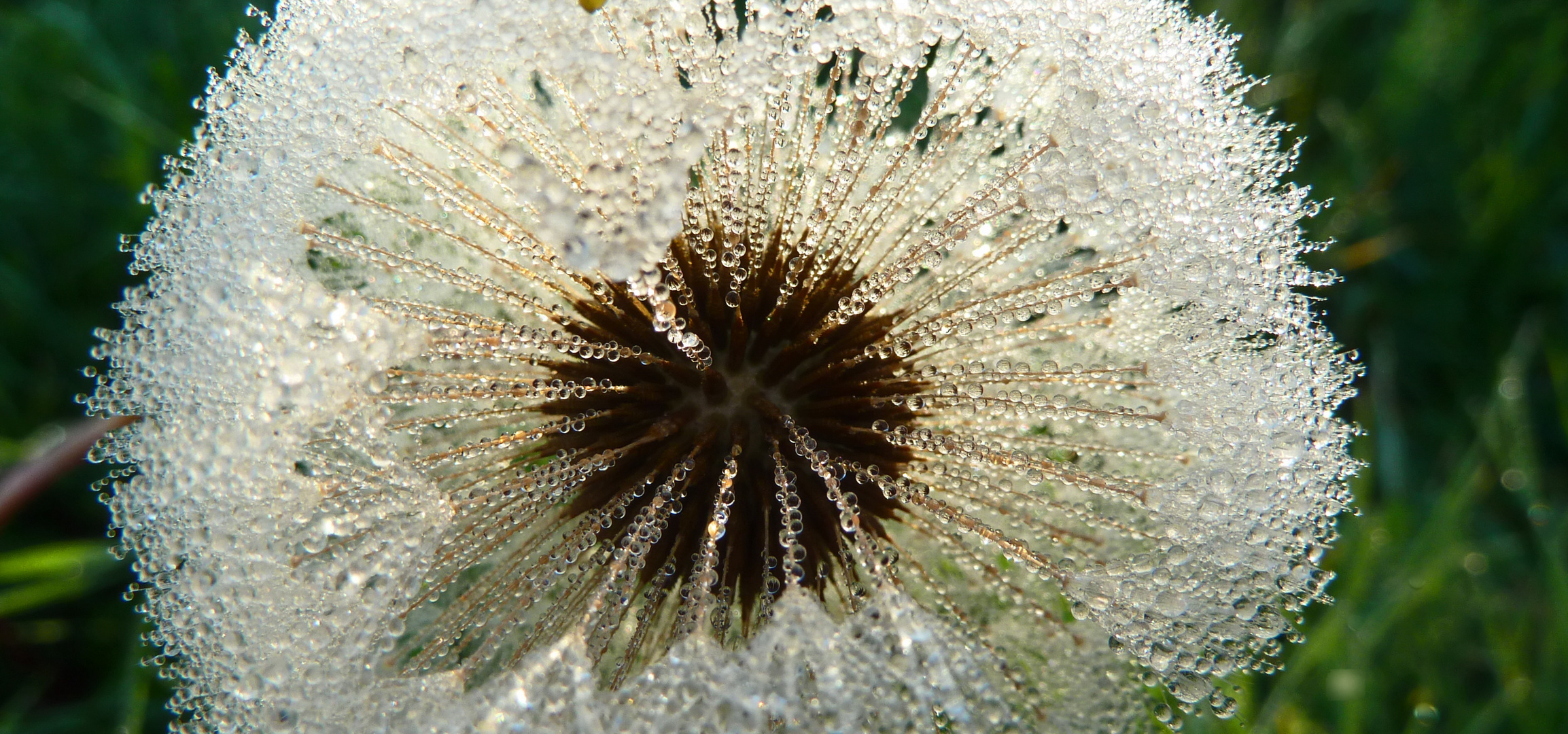 Morgentau auf Pusterblume