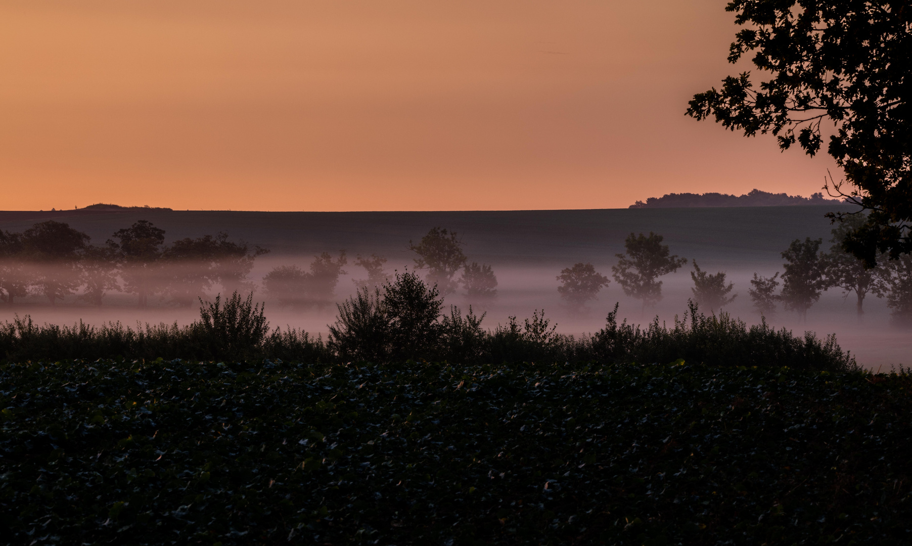 Morgentau auf Rügen