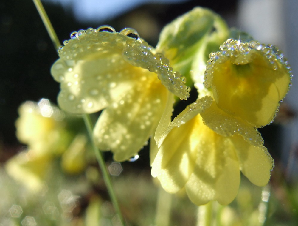 Morgentau auf Schlüsselblume