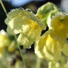 Morgentau auf Schlüsselblume