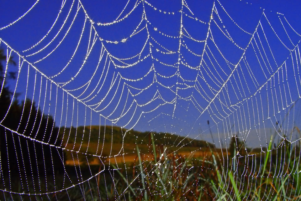 Morgentau auf Spinennetz