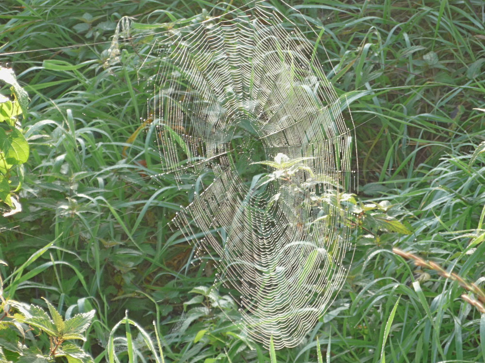 Morgentau auf Spinnennetz