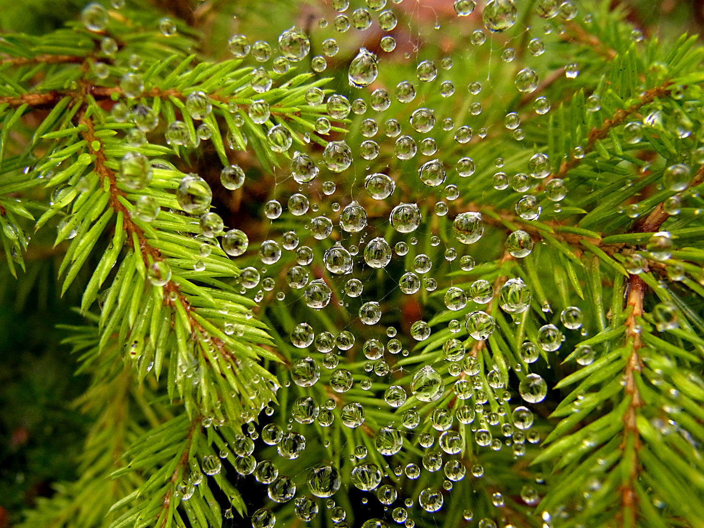 Morgentau auf Waldboden