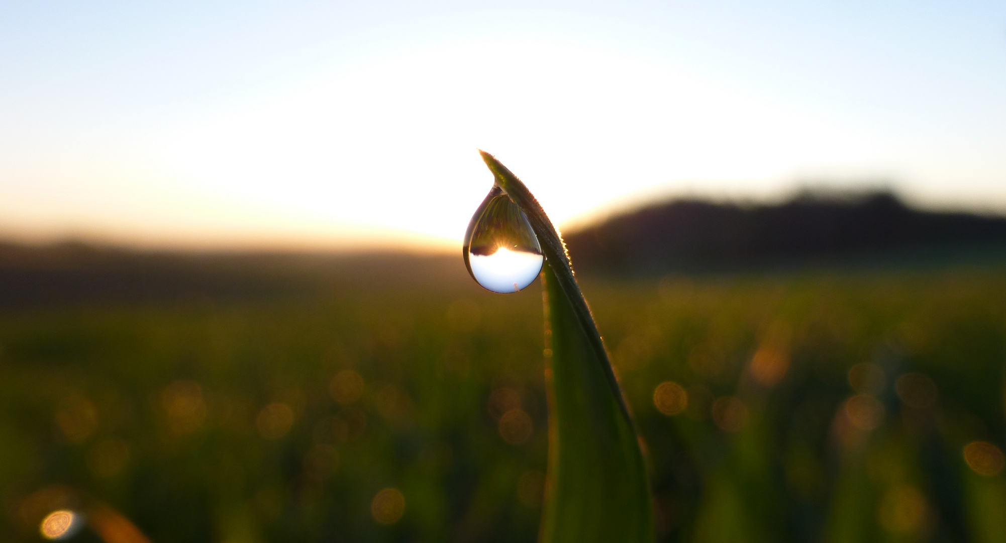 Morgentau bei Sonnenaufgang