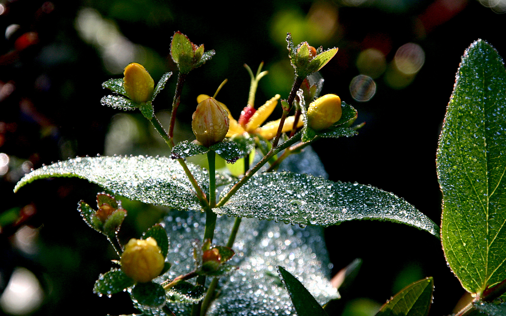 Morgentau Blume