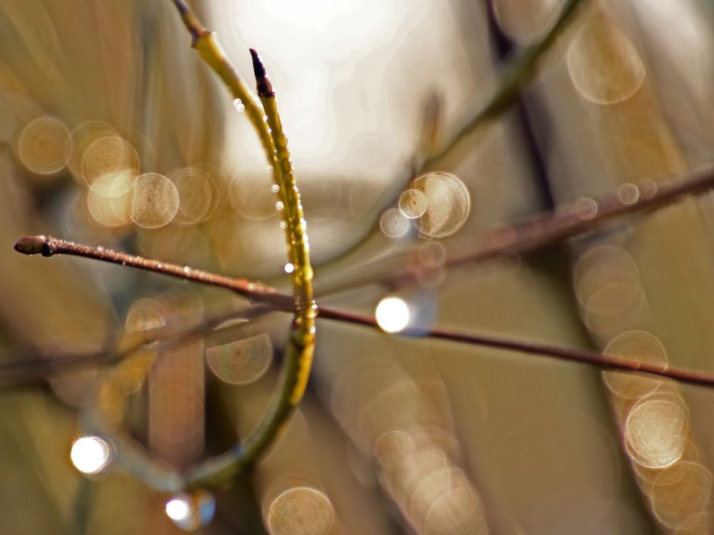 morgentau-ce8f5c42-c5d1-4393-9d3b-41366221fb34.jpg?width=1000