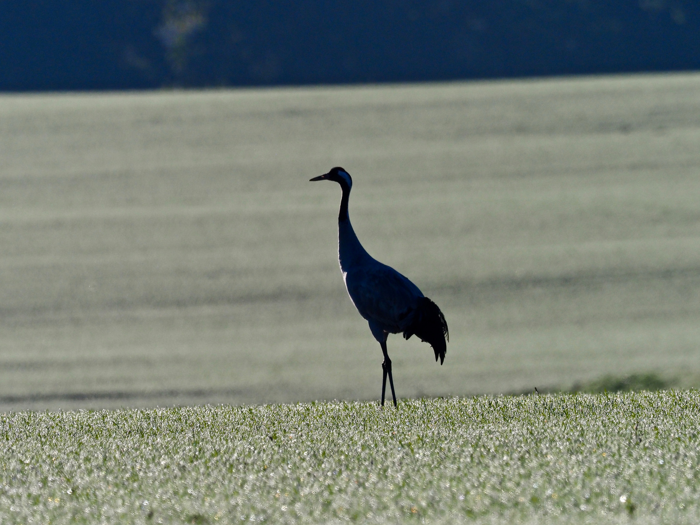 Morgentau