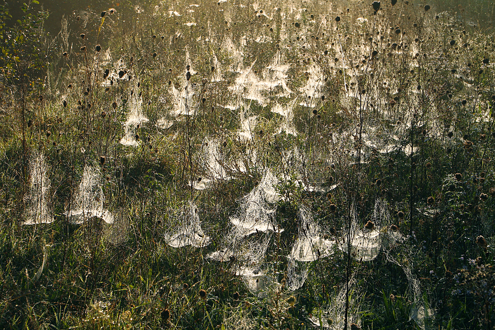 Morgentau - Enttarnte Spinnennetze