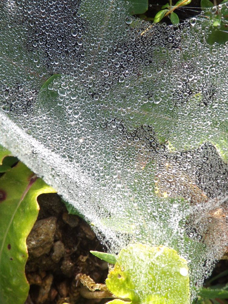 Morgentau gefangen im Netz der Spinne