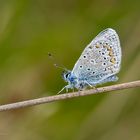 Morgentau - Hauhechel-Bläuling (Polyommatus icarus)