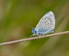 Morgentau - Hauhechel-Bläuling (Polyommatus icarus)