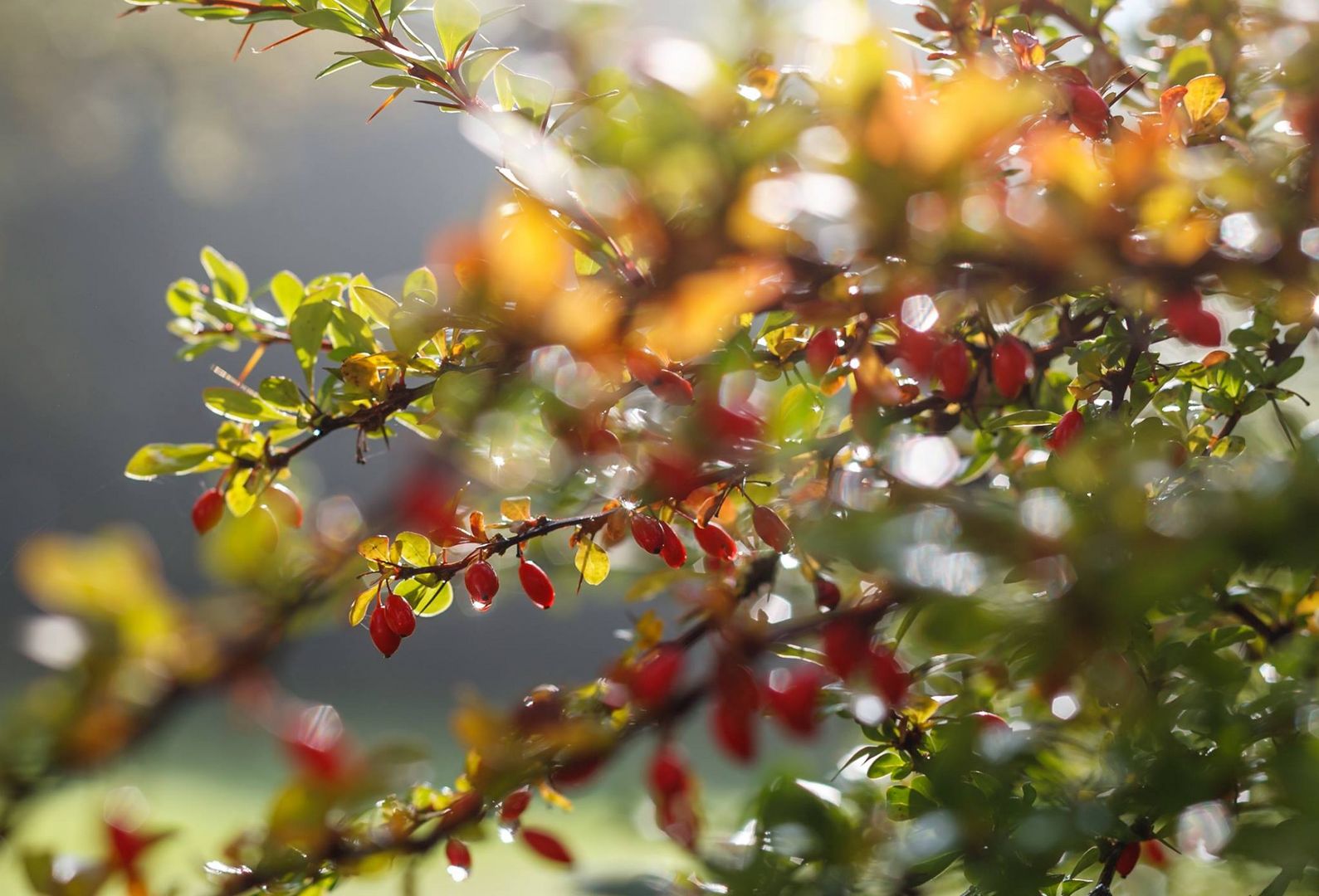 Morgentau im beginnenden Herbst