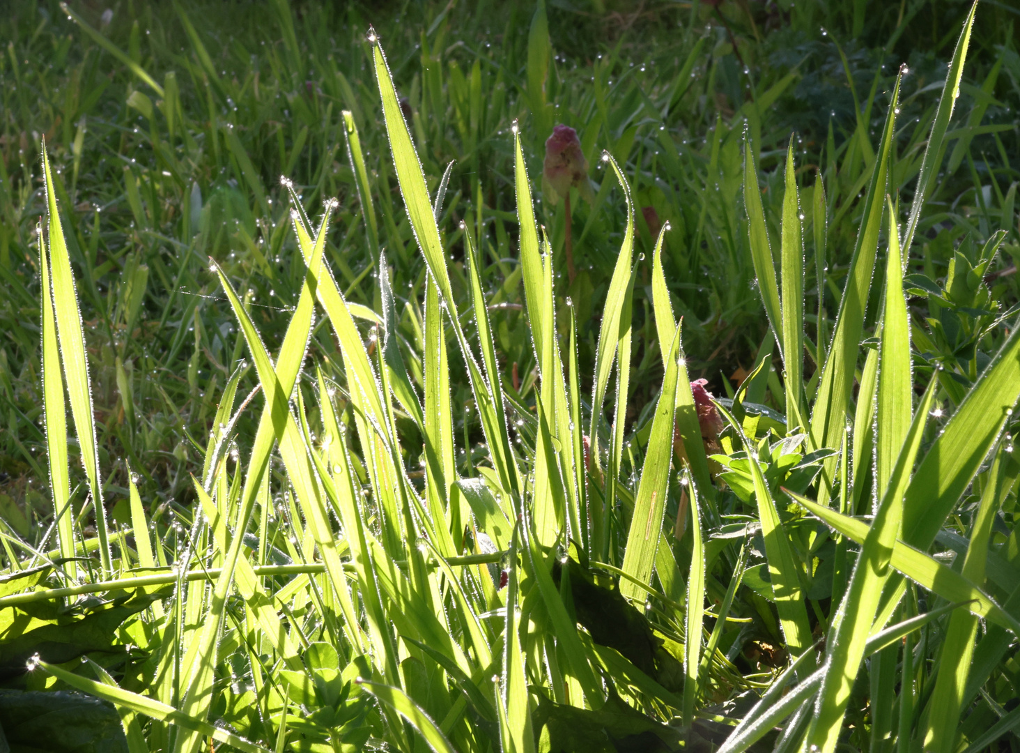 Morgentau im eigenen Garten