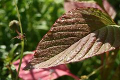 Morgentau im Garten