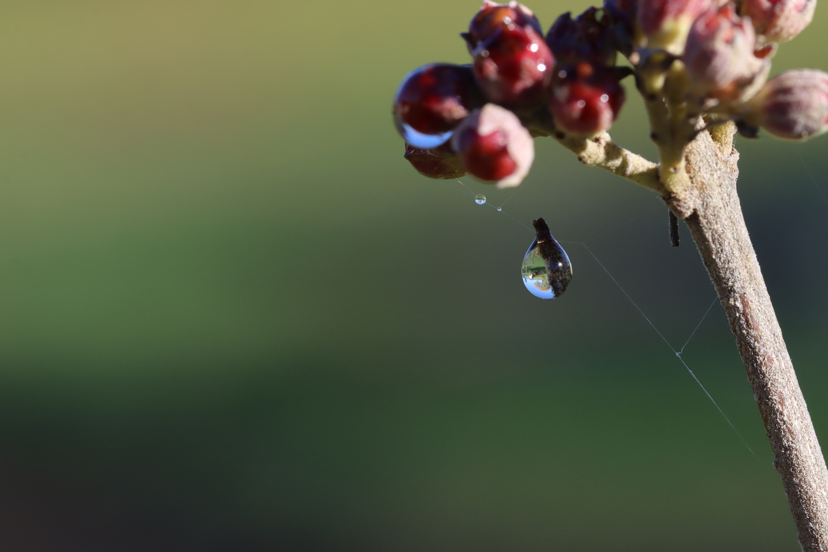 Morgentau im Garten