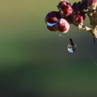 Morgentau im Garten